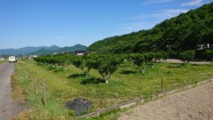 朝倉山椒