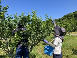朝倉山椒