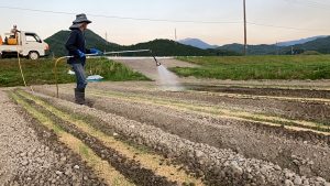 岩津ねぎの苗