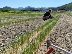 岩津ねぎの苗