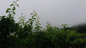 香住梨