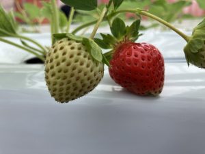 夏苺